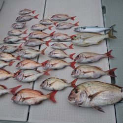 フィッシングボートACE(エース) 釣果