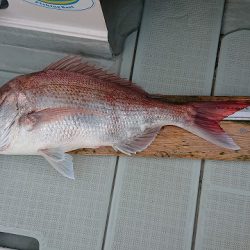 フィッシングボートACE(エース) 釣果