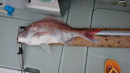 フィッシングボートACE(エース) 釣果