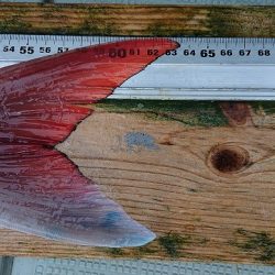 フィッシングボートACE(エース) 釣果