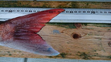 フィッシングボートACE(エース) 釣果