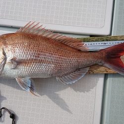 フィッシングボートACE(エース) 釣果