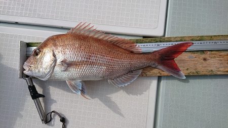 フィッシングボートACE(エース) 釣果