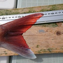 フィッシングボートACE(エース) 釣果