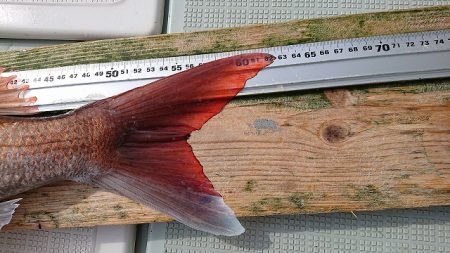 フィッシングボートACE(エース) 釣果