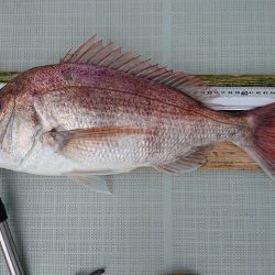 フィッシングボートACE(エース) 釣果