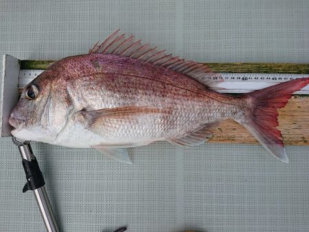 フィッシングボートACE(エース) 釣果