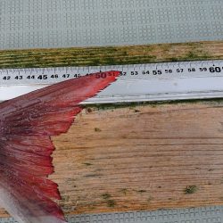 フィッシングボートACE(エース) 釣果