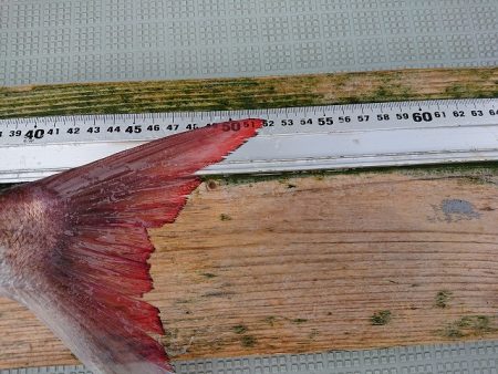 フィッシングボートACE(エース) 釣果