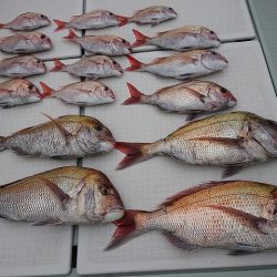 フィッシングボートACE(エース) 釣果