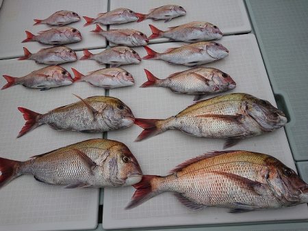 フィッシングボートACE(エース) 釣果