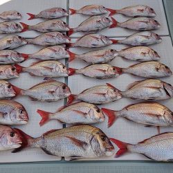 フィッシングボートACE(エース) 釣果