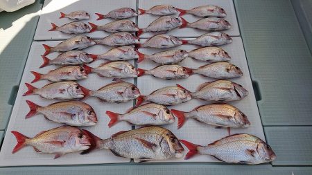 フィッシングボートACE(エース) 釣果