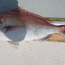 フィッシングボートACE(エース) 釣果