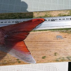 フィッシングボートACE(エース) 釣果