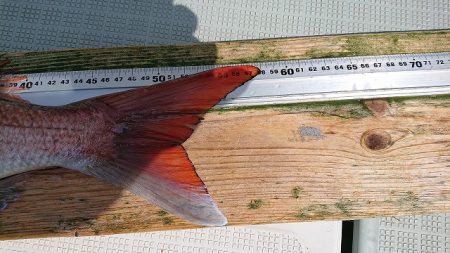 フィッシングボートACE(エース) 釣果