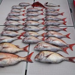 フィッシングボートACE(エース) 釣果