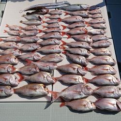 フィッシングボートACE（エース） 釣果