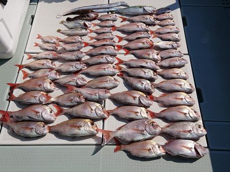 フィッシングボートACE（エース） 釣果