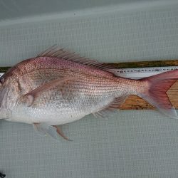 フィッシングボートACE(エース) 釣果