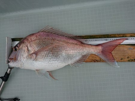 フィッシングボートACE(エース) 釣果