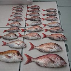 フィッシングボートACE(エース) 釣果