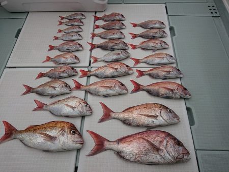 フィッシングボートACE(エース) 釣果