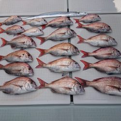 フィッシングボートACE(エース) 釣果