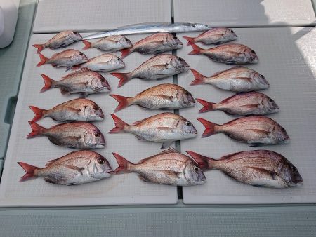 フィッシングボートACE(エース) 釣果