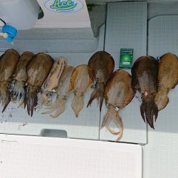 フィッシングボートACE（エース） 釣果