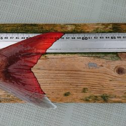 フィッシングボートACE(エース) 釣果