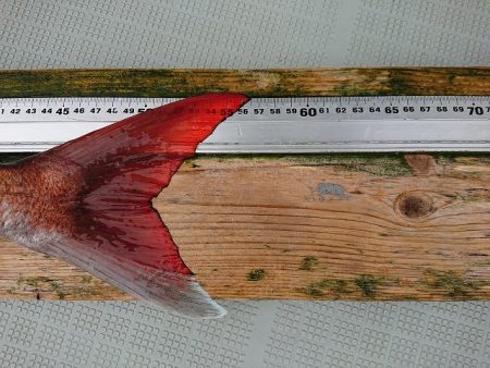 フィッシングボートACE(エース) 釣果