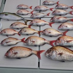 フィッシングボートACE(エース) 釣果