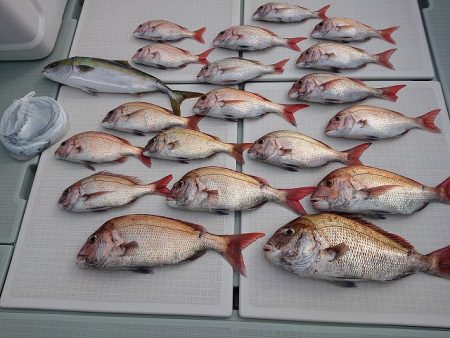 フィッシングボートACE(エース) 釣果