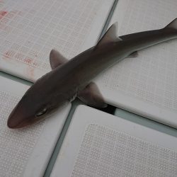 フィッシングボートACE(エース) 釣果