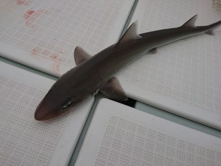 フィッシングボートACE(エース) 釣果