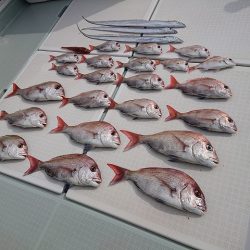 フィッシングボートACE(エース) 釣果