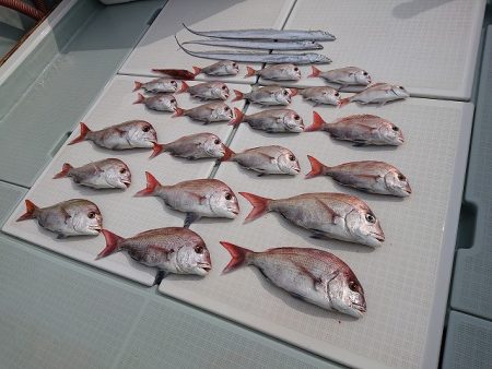 フィッシングボートACE(エース) 釣果