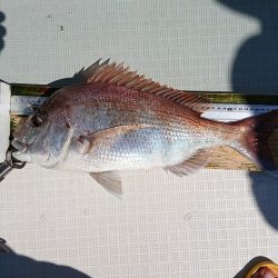 フィッシングボートACE（エース） 釣果