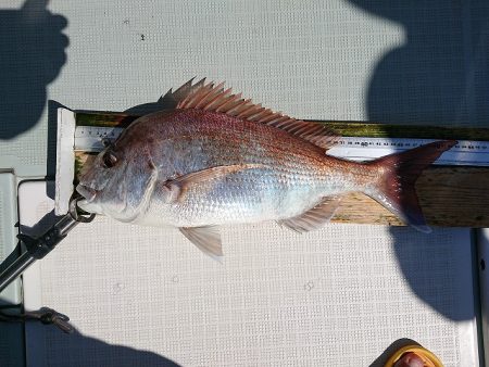 フィッシングボートACE（エース） 釣果