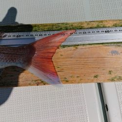 フィッシングボートACE（エース） 釣果