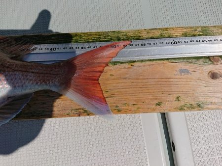 フィッシングボートACE（エース） 釣果