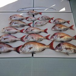 フィッシングボートACE（エース） 釣果