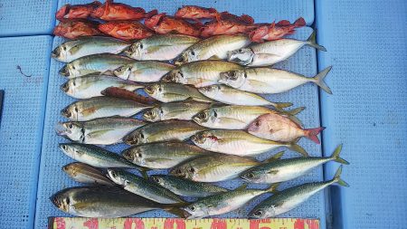 第二常豊丸 釣果