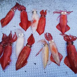 第二常豊丸 釣果