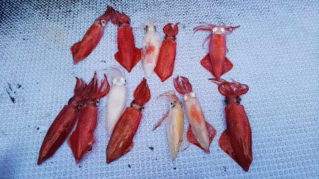 第二常豊丸 釣果