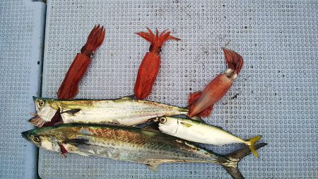 第二常豊丸 釣果