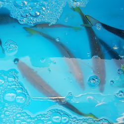 第二常豊丸 釣果