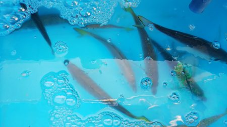 第二常豊丸 釣果