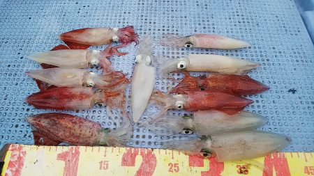 第二常豊丸 釣果